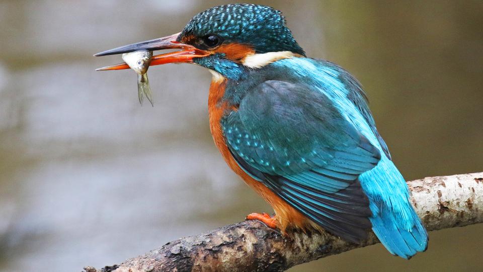 Eisvogel