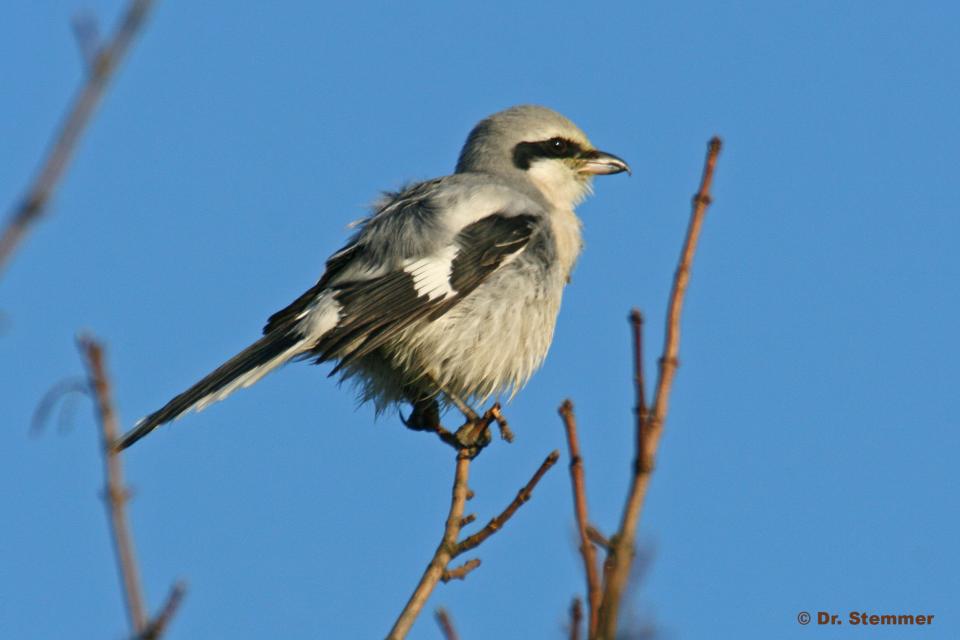 Raubwürger