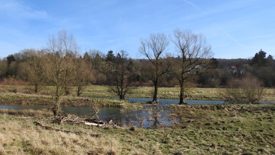 Bild einer Flusslandschaft mit Bäumen.