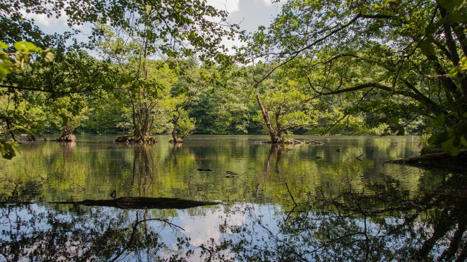 Bild eines Waldsees, die Bäume spiegeln sich in der Wasseroberfläche.