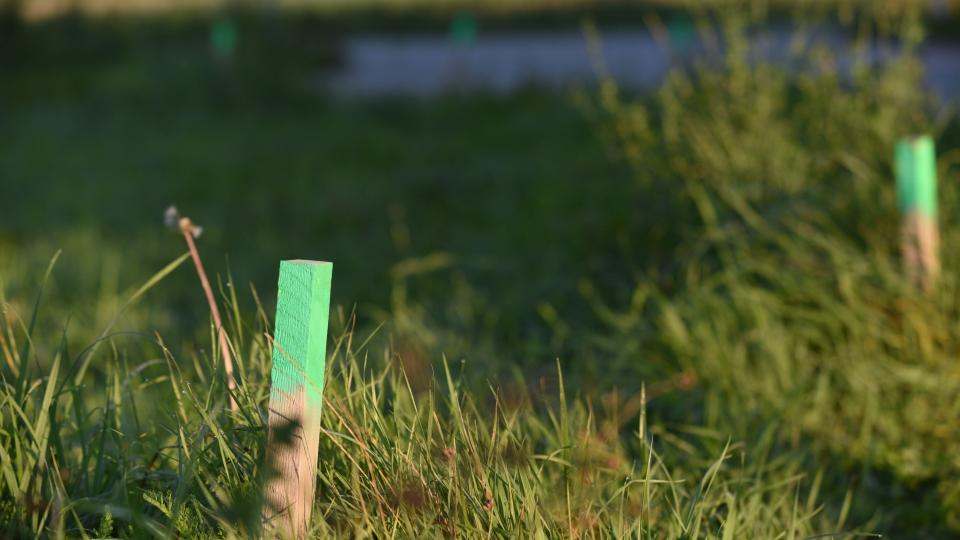 Grenzmarkierungspfosten auf einer Wiese