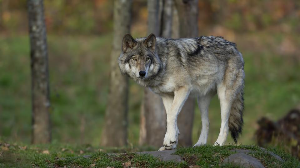 Ein stehender Wolf