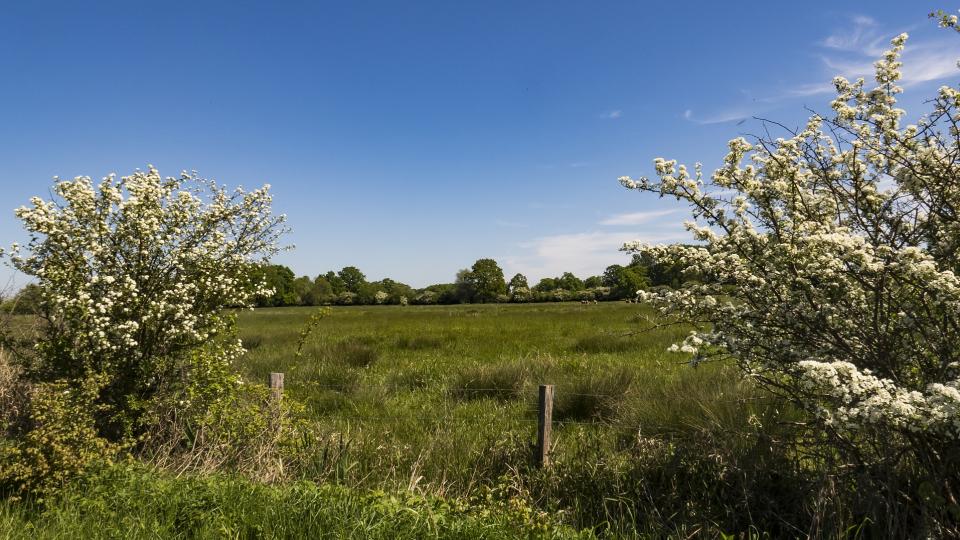 Abgebildet ist eine grüne Wald- und Wiesenlandschaft. 