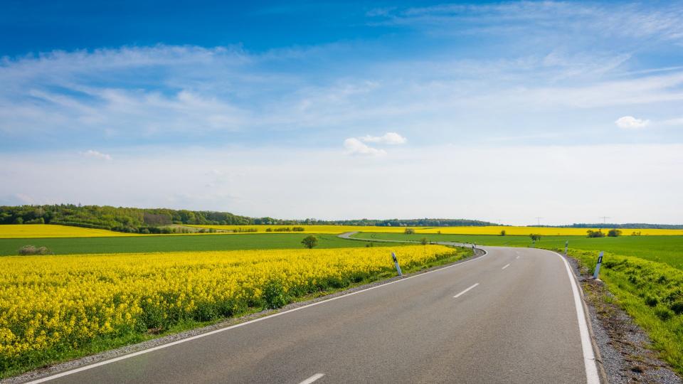 Eine Landstraße schlängelt sich durch einige Rapsfelder bei blauem Himmel