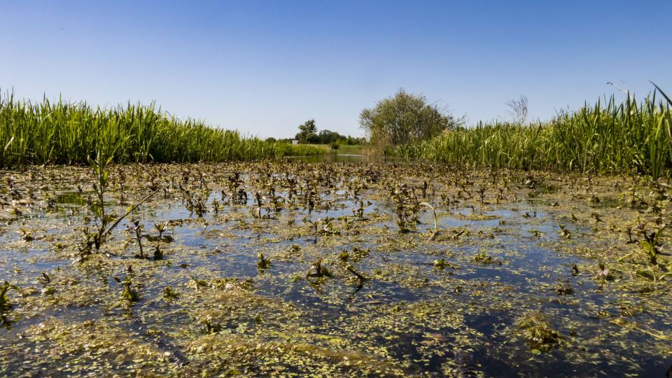 Ein Teich mit Algen bei blauem Himmel