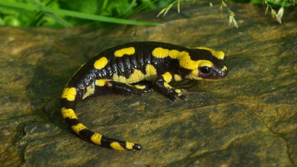 Ein schwarz gelber Feuersalamander auf einem Stein auf einer Wiese