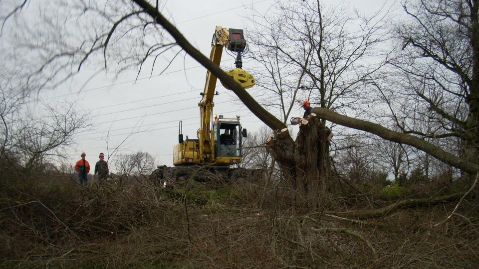 Ein Bagger bearbeitet einen Baum am Flussufer