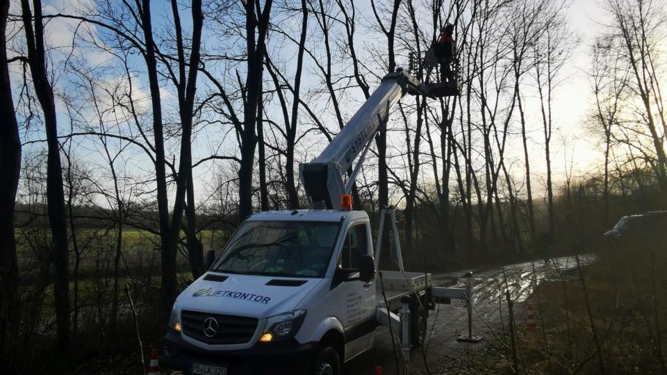 Eine Person schneidet Bäume von einem Hubsteiger aus.