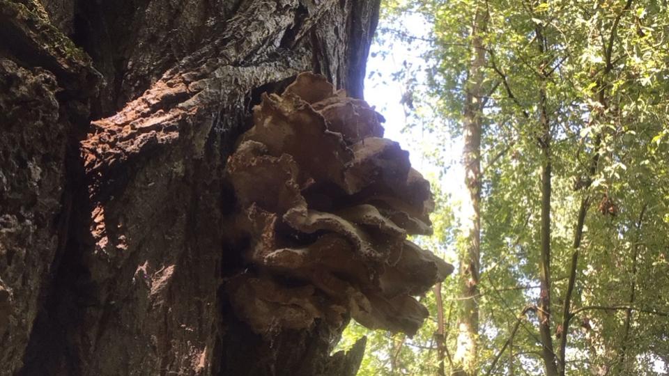 Baumpilz an einem Baum