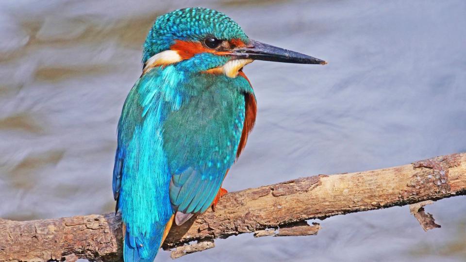 Bild eines Eisvogelmännchens