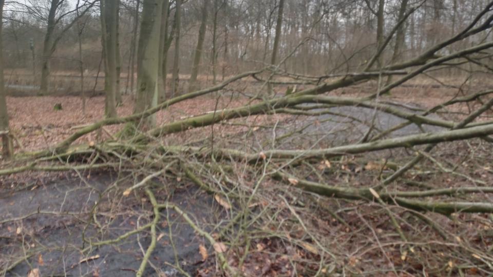 Umgestürzter Baum auf einem Weg