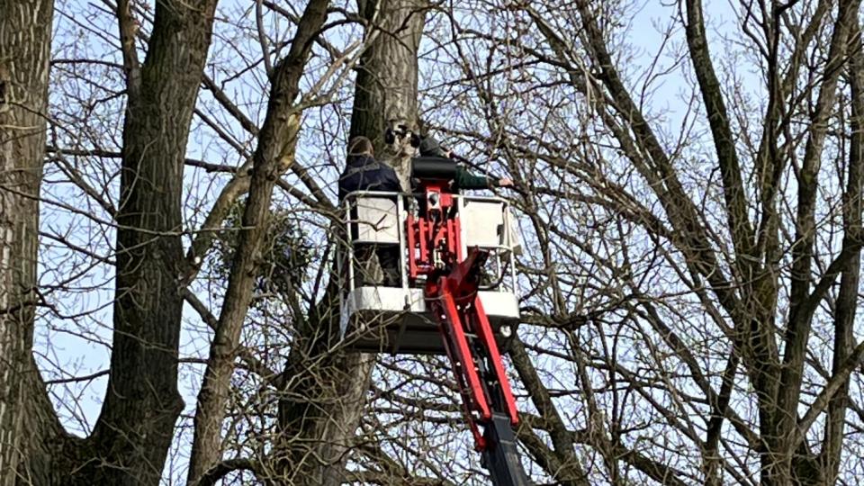 Eine Person auf einem Hubsteiger untersucht einen Baum
