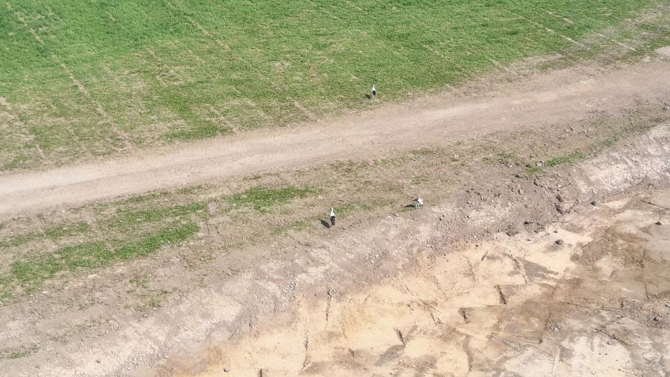 Luftaufnahme eines Grabens mit mehreren Störchen