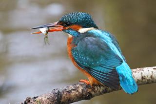 Eisvogel