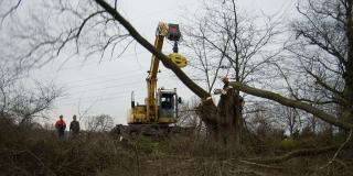 Ein Bagger bearbeitet einen Baum am Flussufer