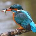 Eisvogel