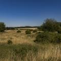 Blick auf eine Wiesenlandschaft. Im Hintergrund stehen zwei Windräder.