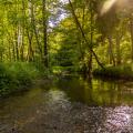 Bild eines Bachlaufs in einem sonnendurchfluteten Wald.