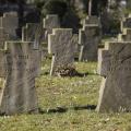 Grabsteine auf einem Soldatenfriedhof.