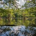 Bild eines Waldsees, die Bäume spiegeln sich in der Wasseroberfläche.