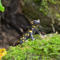 Salamander