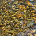 ein Fluss mit klarem Wasser in dem sich Steine und die Sonne spiegeln.