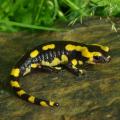 Ein schwarz gelber Feuersalamander auf einem Stein auf einer Wiese