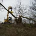 Ein Bagger bearbeitet einen Baum am Flussufer